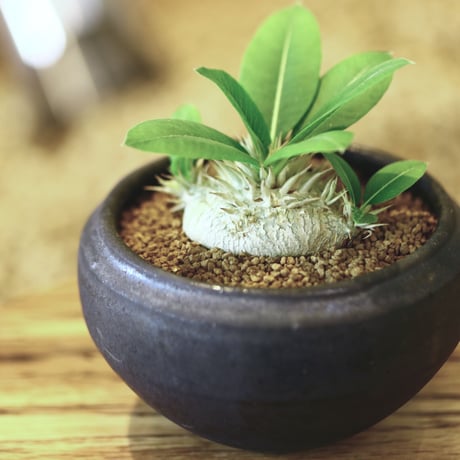 パキポディウム  恵比寿大黒 (実生) / Pachypodium  Densicaule    no.52117