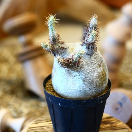 'ハルコイ´セット (N/OH × Pachypodium gracilius)  no.30310