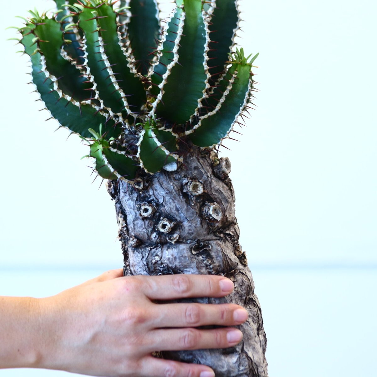 \"euphorbia mlanjeana\" ユーフォルビア ムランジーナ Euphorbia mlanjeana ユーフォルビア ムランジーナ 発根済現地株