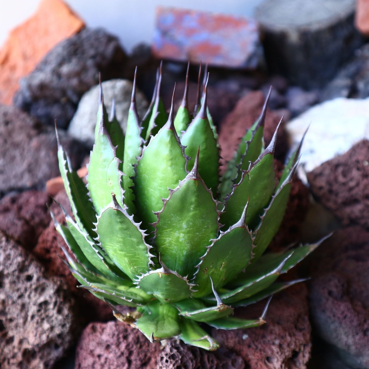 アガベ ホリダ Agave horrida no.30815 | 芽の巣山 アガベ ホリダ Agave horrida no.30815 | 芽の巣山