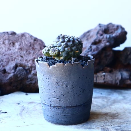 コピアポア  バルクイテンシス  Copiapoa  hypogaea var. barquitensis    no.30113