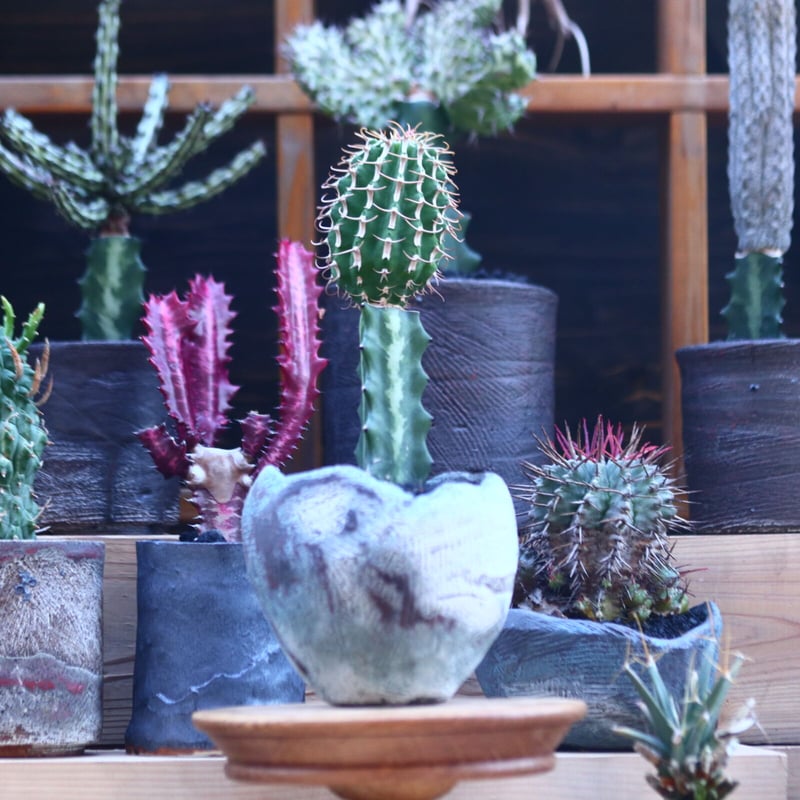 ユーフォルビアコルムナリス 群生 台付 9605fb73ff951cb3184bffb7a3e125