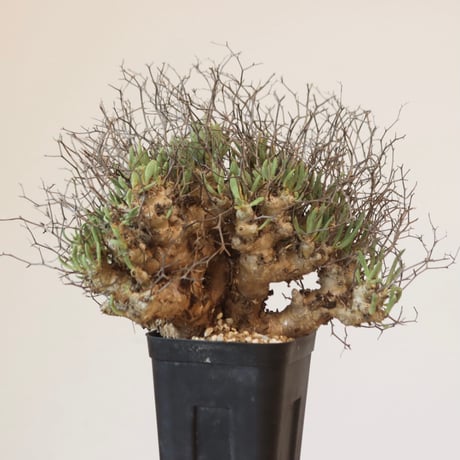 Tylecodon reticulate   no.921-22