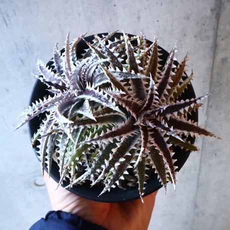 Dyckia ‘Keswick’×‘Heaven &Hell’     006
