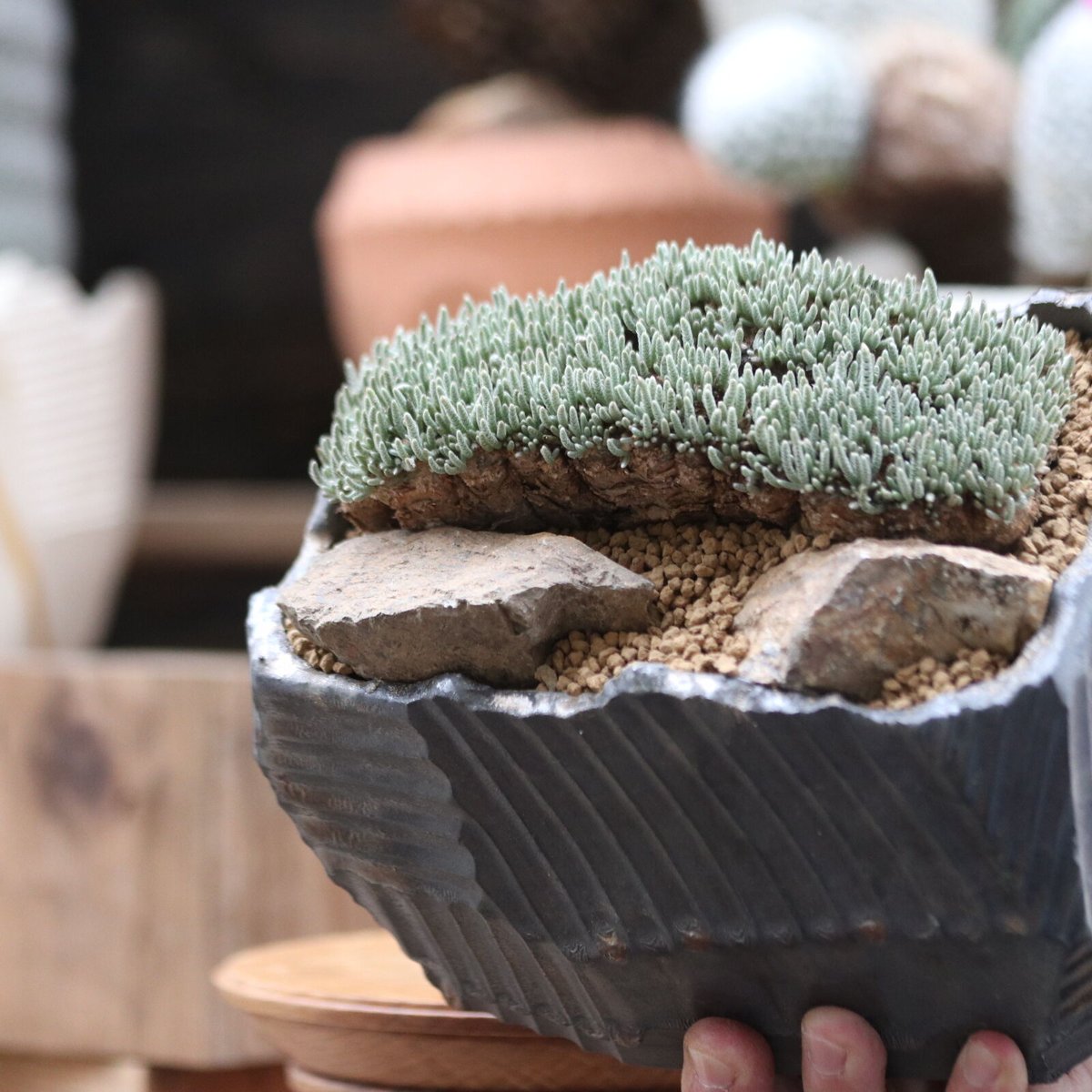 アボニア クイナリア アルストニー／Avonia quinaria ssp. alst