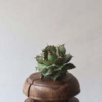 U.S. filigree (Agave titanota filigree) / Style of Chika　no.1227-42