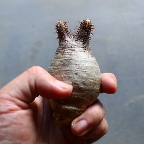パキポディウム グラキリス 抜苗  Pachypodium rosulatum var. gracilius no.92912