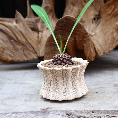 ユーフォルビア  鉄甲丸 / Euphorbia bupleurifolia   no.31265