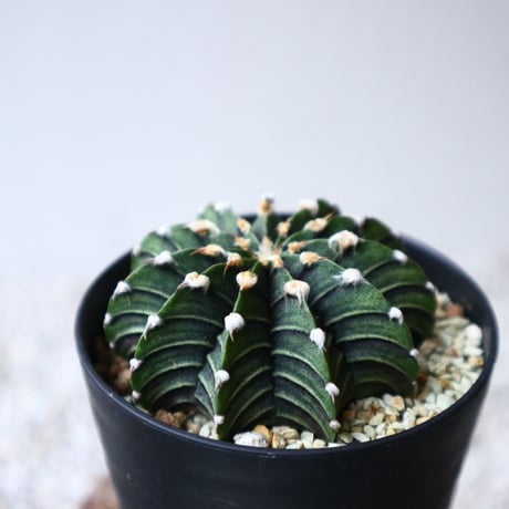 ギムノカリキウム   フィードリッフィー  Gymnocalycium friedrichii    no.101408