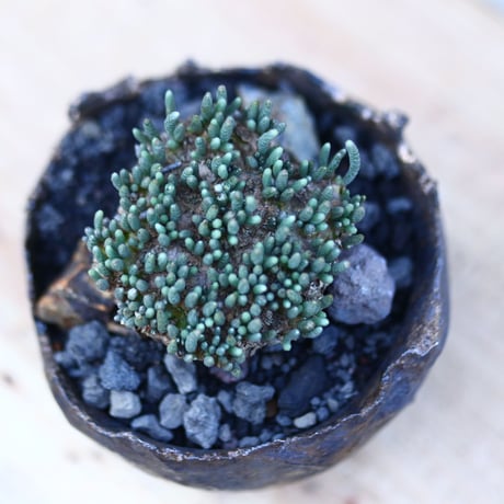 アボニア   クイナリア   アルストニー  赤花／Avonia quinaria ssp. alstonii    no.121221