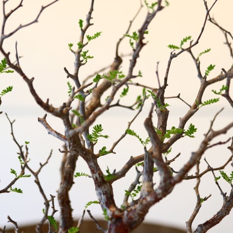 コミフォラ モンストローサ / Commiphora monstrosa   no.41620