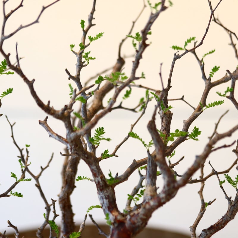 コミフォラ モンストローサ Commiphora Monstruosa コミフォラ モンストローサ /Commiphora monstrosa 発根済 (幹幅約5c