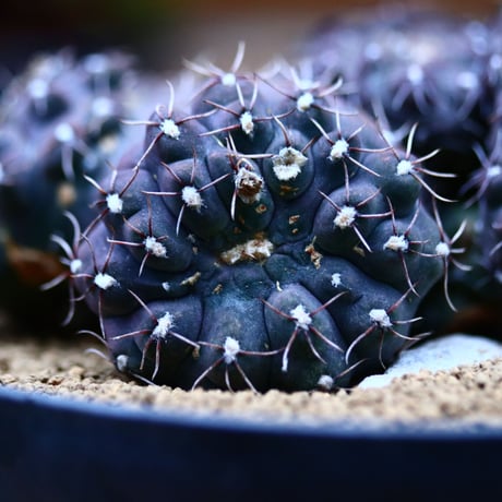 ギムノカリキウム 聖姿玉 モンスト／Gymnocalycium uruguayensis monst  no.21332