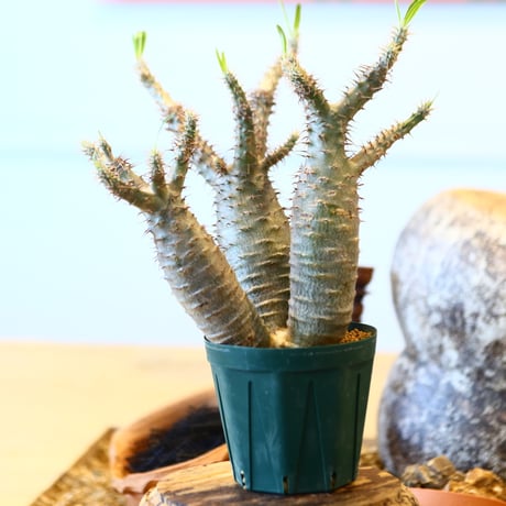 Pachypodium gracilius   no.32407