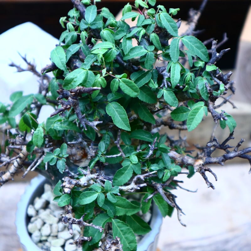 コミフォラ エミニー ／Commiphora eminii no.72502 | 芽の巣山
