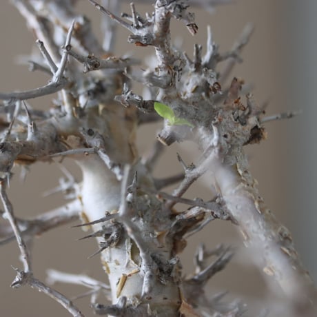 Commiphora wightii × soso   no.51239