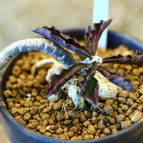 Euphorbia ambovombensis × YAMABACHI var. takero pot  no.123136