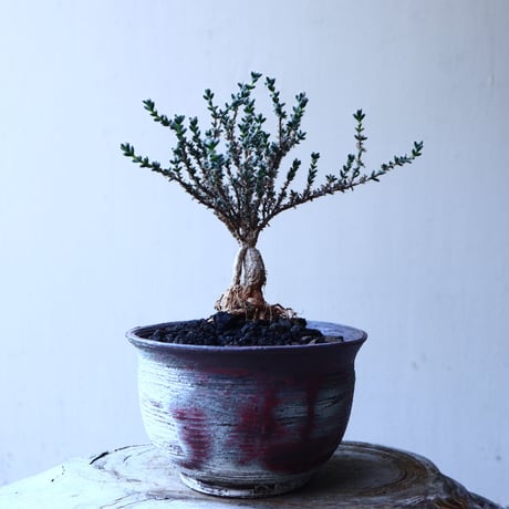 トリコディアデマ     デンスム   紫星晃    ×    Trichodiadema densum   no.11909