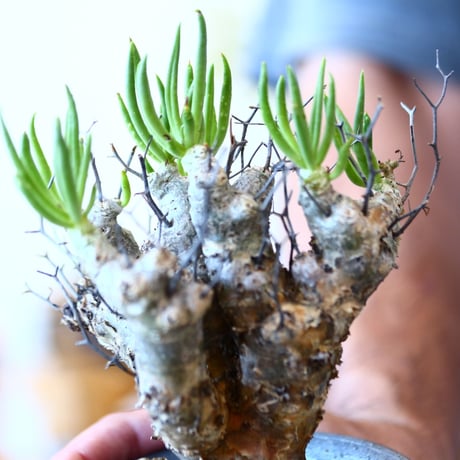 Tylecodon  reticulate × N/OH  no.91718