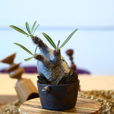 N/OH × Pachypodium  gracilius    no.61837