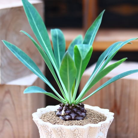 ユーフォルビア  鉄甲丸／Euphorbia bupleurifolia   no.31359