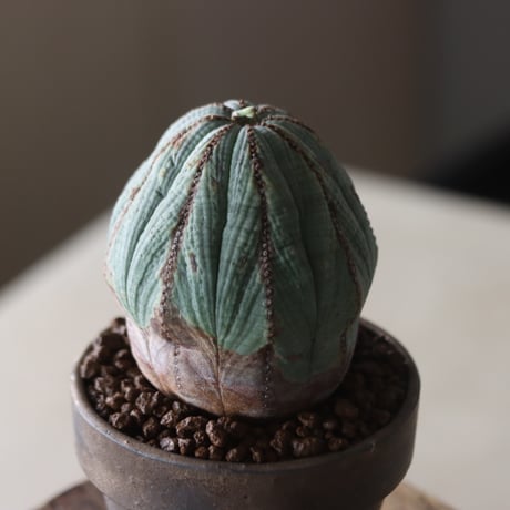 Euphorbia obesa × YAMABACHI var. Atsushi Funakushi  no.905-28