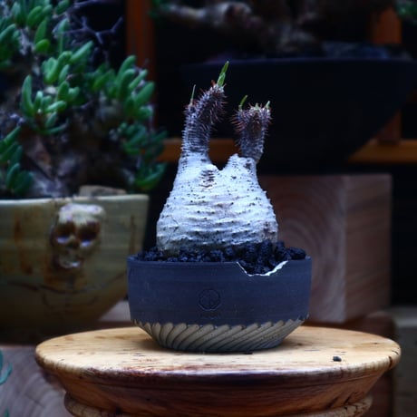 パキポディウム  グラキリス／Pachypodium  gracilius       no.53004