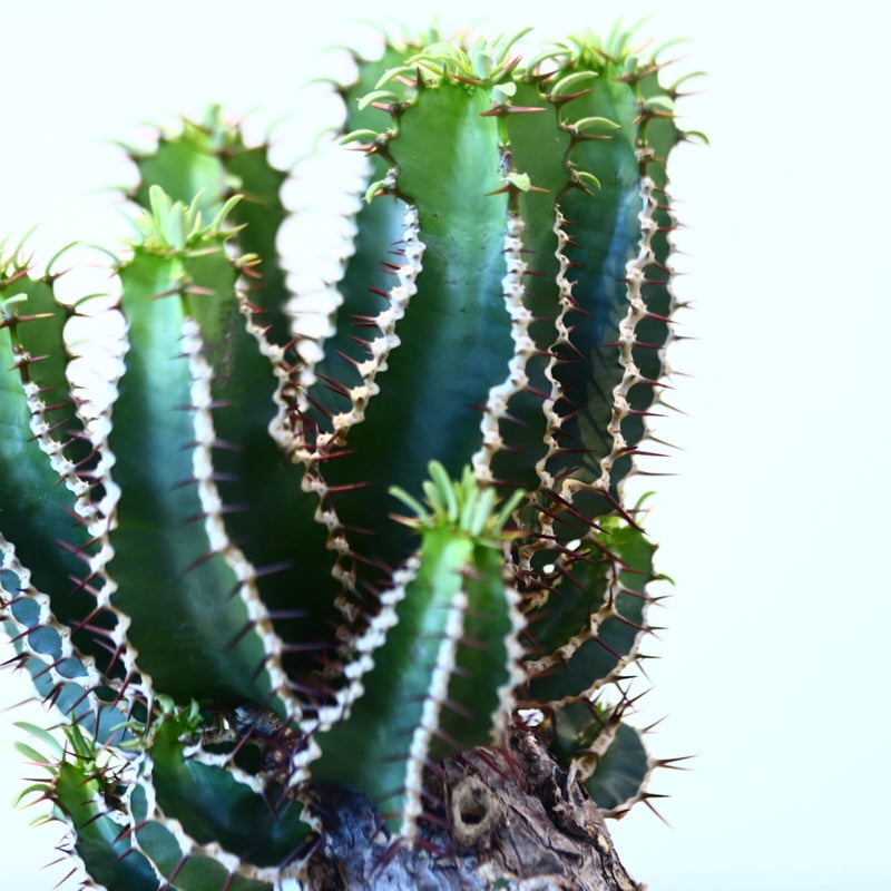 \"euphorbia mlanjeana\" ユーフォルビア ムランジーナ Euphorbia mlanjeana ユーフォルビア ムランジーナ 発根済現地株