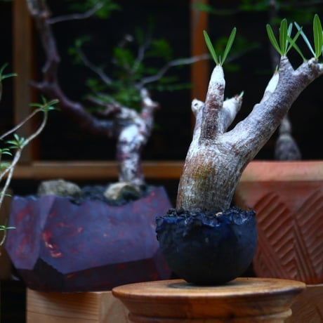 パキポディウム  イノピナツム／Pachypodium Inopinatum   no.101046