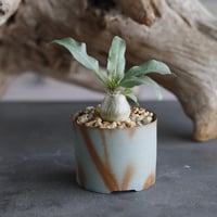 Pachypodium Lealii var.lealii × 備前鉢2号 /  y.o.s.plants  no.607-11
