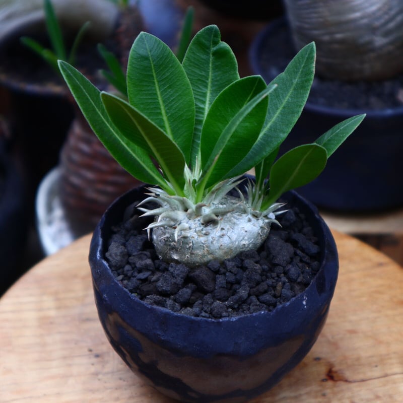 パキポディウム エブレネウム 実生／Pachypodium eburneum n