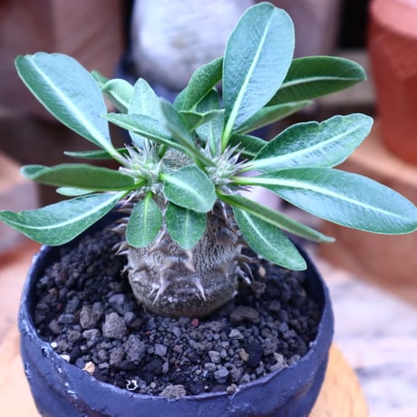 パキポディウム  恵比寿大黒  実生／Pachypodium  Densicaule    no.71820
