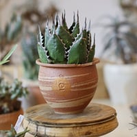Agave horrida × N/OH (3.5号)  no.104/14