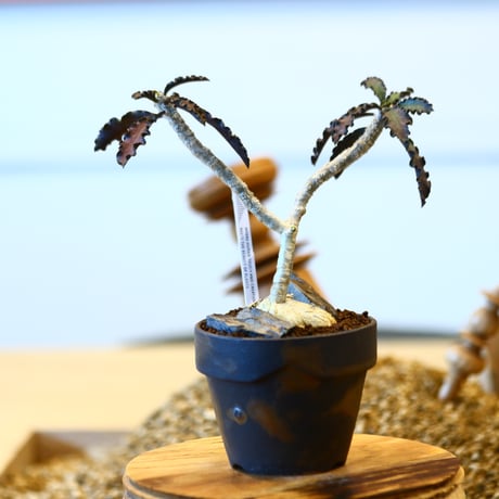 Euphorbia ambovombensis × YAMABACHI var. takero pot  no.11432