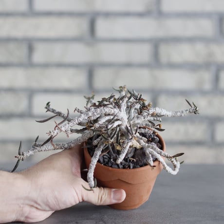 Euphorbia cylindrifolia × YAMABACHI (3号) no.621/45