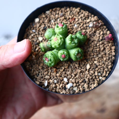 マミラリア ボカサナフレッド  Mammillaria bocasana cv. Fred  no.1116-2