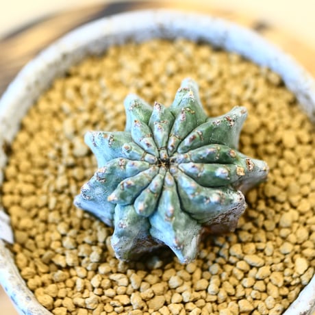 Euphorbia  horrida × YAMABACHI var. takero pot     no.11429