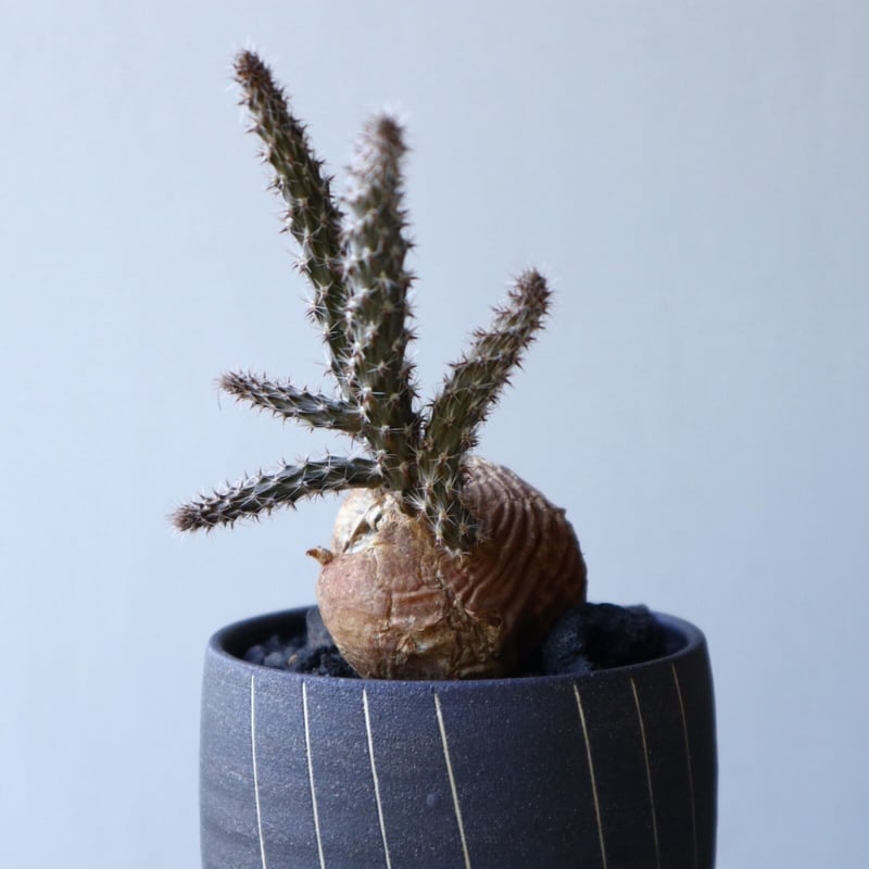 現品】塊根系サボテン プテロカクタス・黒竜（こくりゅう） 7号 K8番