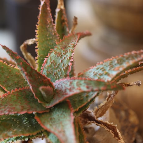 Aloe ‘Chiristmas Carol’ × YAMABACHI var.六本芽　 no.117-27