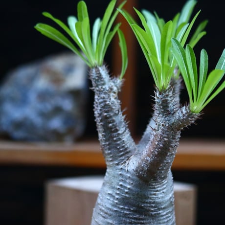 パキポディウム  イノピナツム／Pachypodium Inopinatum   no.12346