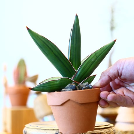 YAMABACHI  × Sansevieria ehrenbergii〝Samurai″  no.91020