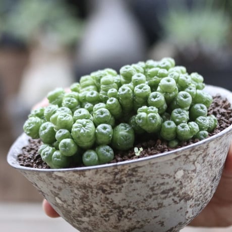 マミラリア ボカサナフレッド／Mammillaria bocasana cv. Fred   no.103052