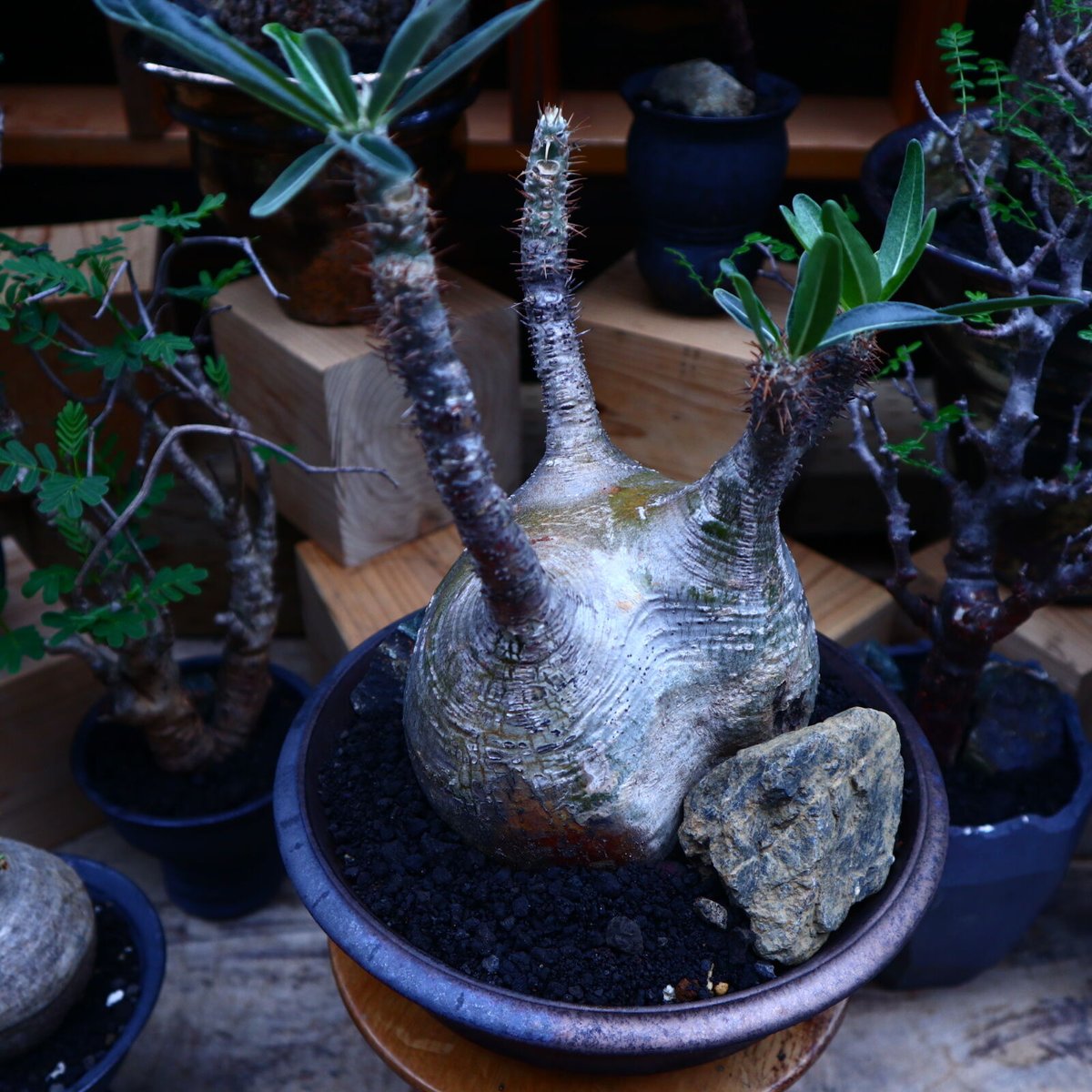 パキポディウム グラキリス／Pachypodium gracilius no.
