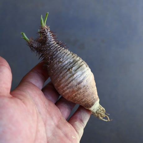 パキポディウム グラキリス 抜苗  Pachypodium rosulatum var. gracilius no.100607