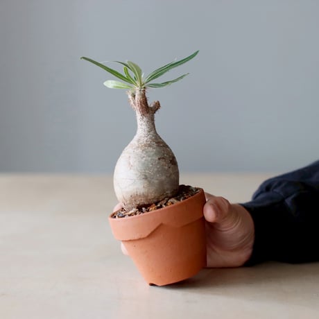 Pachypodium gracilius × YAMABACHI (3号) no.104/8