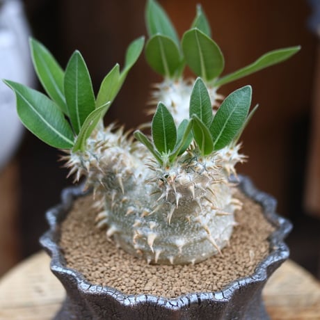 パキポディウム  恵比寿大黒 / Pachypodium  Densicaule    no.31909