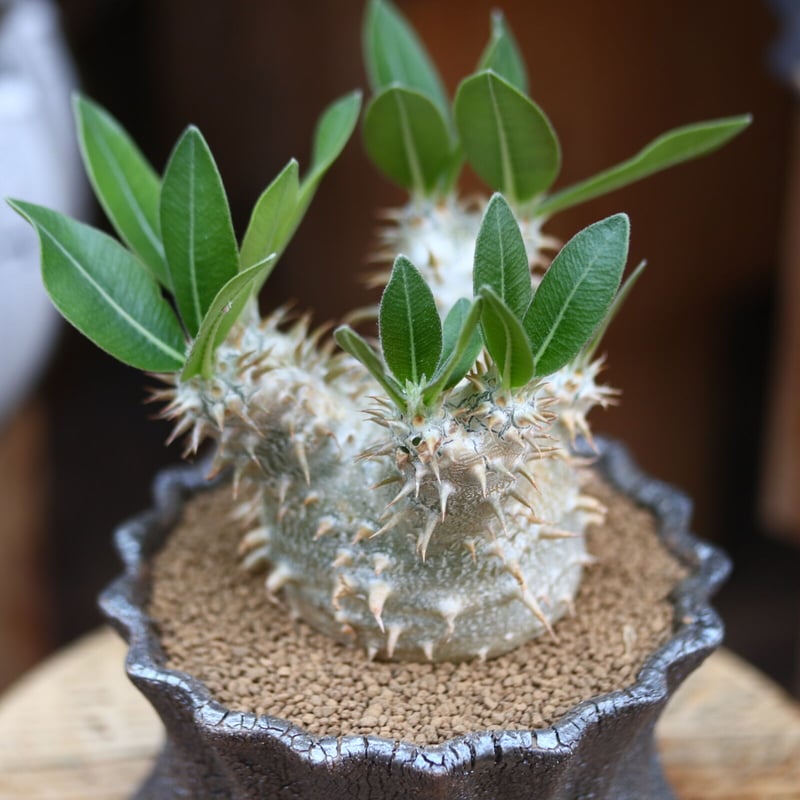 パキポディウム 恵比寿大黒 / Pachypodium Densicaule no. パキポディウム 恵比寿大黒 / Pachypodium Densicaule no.