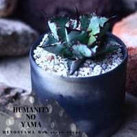 アガベ チタノタ　ブラック＆ブルー Agave titanota black&bule   no.42681
