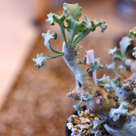 Pelargonium Klinghardtense × Kazuhiro Arima    no.31036