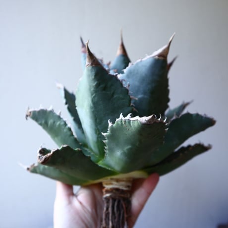 アガベ   チタノタ 　 Agave  titanota   no.111025